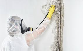  Richmond, KY Mold Removal Services Pros